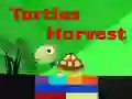 Spiel Schildkrötenernte Online
