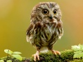 Spiel Verborgene Sterne der Tiere Online