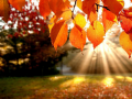 Spiel Puzzle: Herbst Online