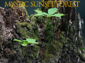 Spiel Mystischer Sonnenuntergangswald Online