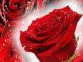 Spiel Rote Rosen Online