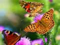 Spiel Schmetterlingsrutsche Online