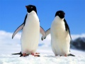 Spiel Pinguin Puzzle Online