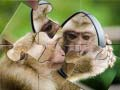 Spiel Schimpansen-Puzzle Online