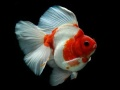 Spiel Goldfisch-Puzzle Online