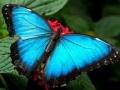 Spiel Natur Puzzlespiel Schmetterling Online