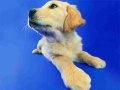 Spiel Lustiges Katzen- und Hunde-Puzzle Online