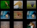 Spiel Tiergedächtnis Online