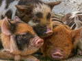 Spiel Schweine Puzzle Online