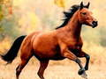 Spiel Pferdeschlitten Online
