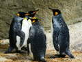Spiel König Pinguin Puzzle Online