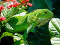 Spiel Wilde Leguan Online
