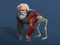Spiel Inaktive Evolution: Von der Zelle zum Menschen Online