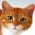 Finde die Katze  online